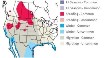 ペリカン分布図