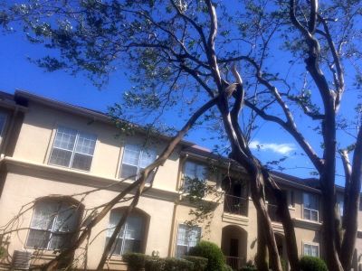 ネジ曲がった木