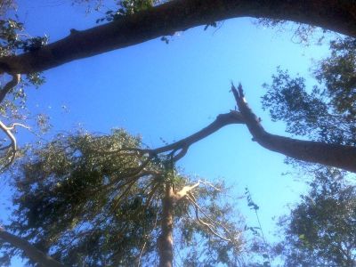 ネジ曲がった枝