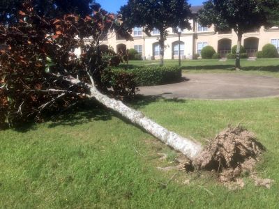 根っこから抜けた木