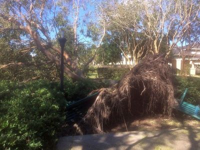 根っこから豪快に倒れた木