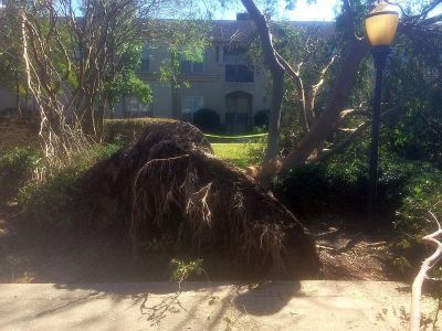 根っこから豪快に倒れた木パート2