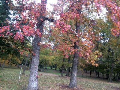 バトンルージュで見た紅葉