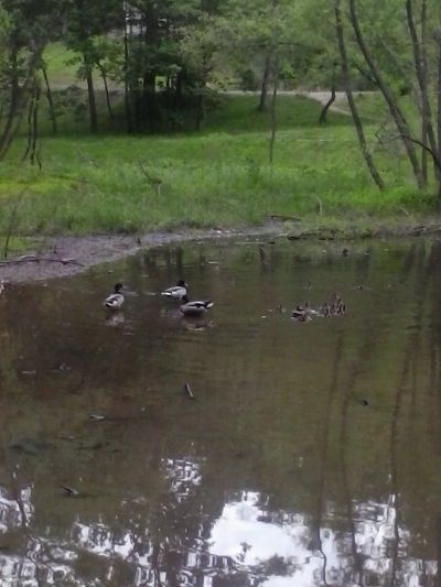 鳥たち