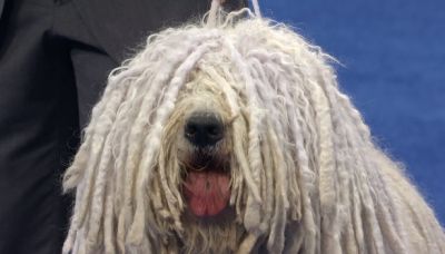 モップ犬