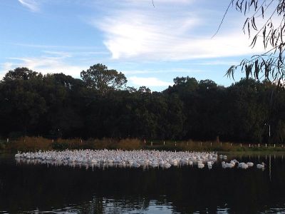 水に浮かぶ白い塊