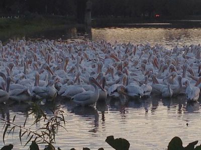白いペリカンたちのアップ