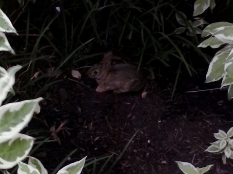アパートにいるうさぎ