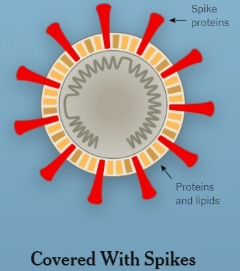 新型コロナウイルスの構造
