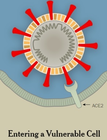 脆弱な細胞への侵入