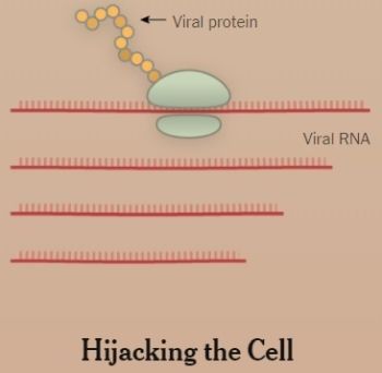 細胞がウイルスに乗っ取られるところ