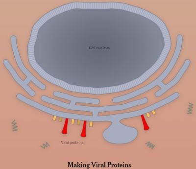 ウイルスのたんぱく質合成