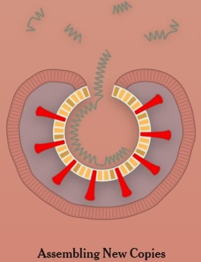 ウイルスで作成されたタンパク質